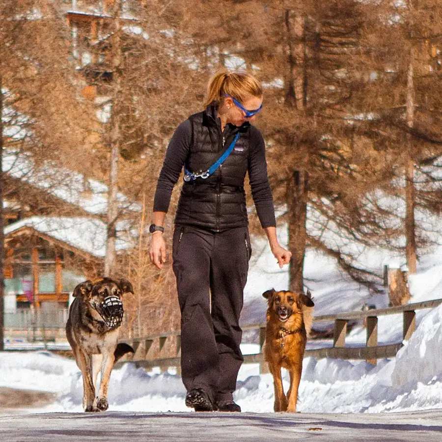 fiona spedding hundeschule 02