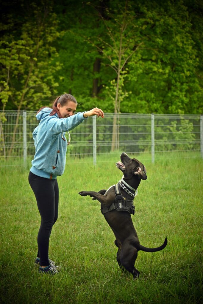 dog, dog training, dog park, woman, nature, animal, park, pet, canine