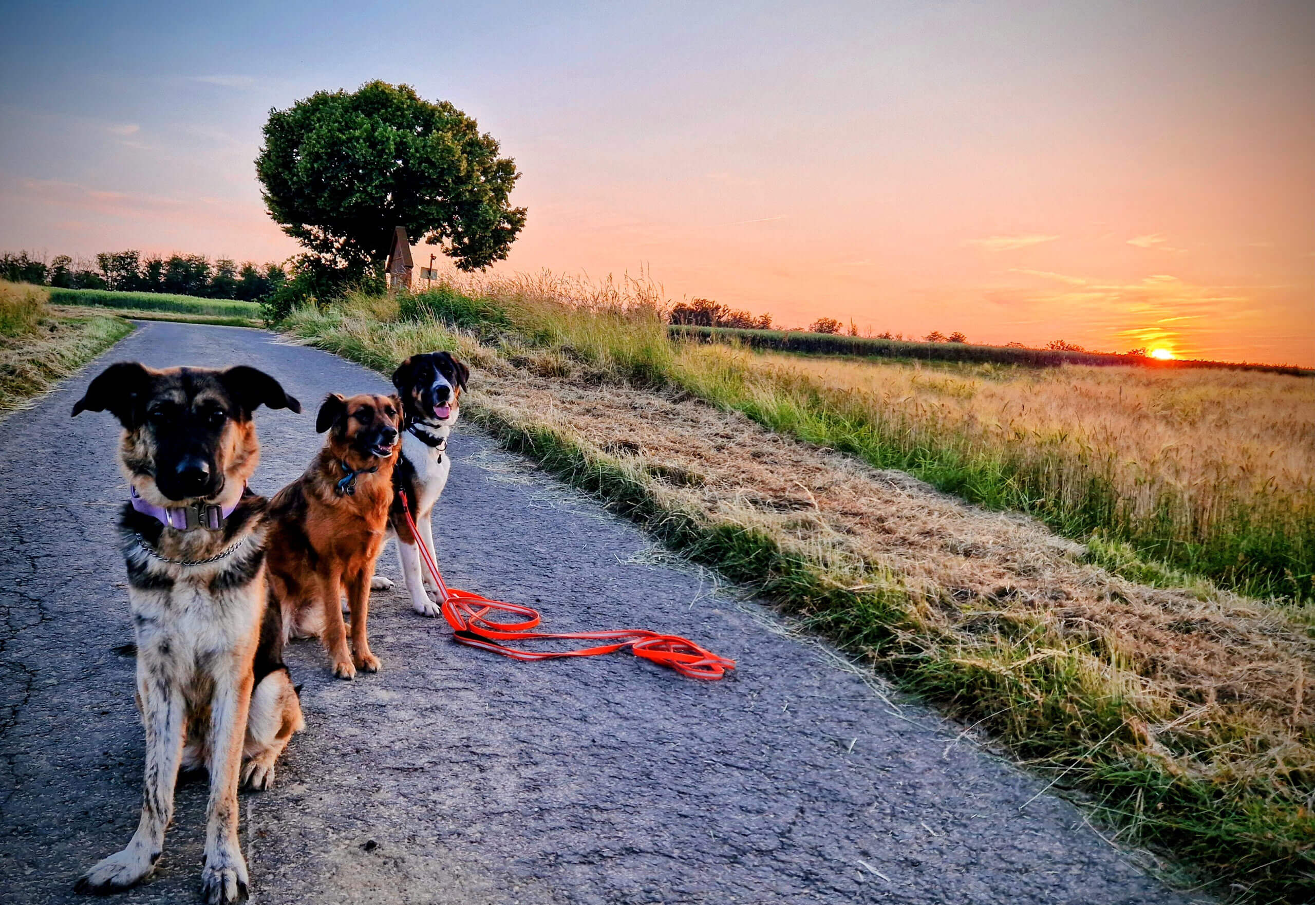 hunde-schule-betreuung-oberwallis-01