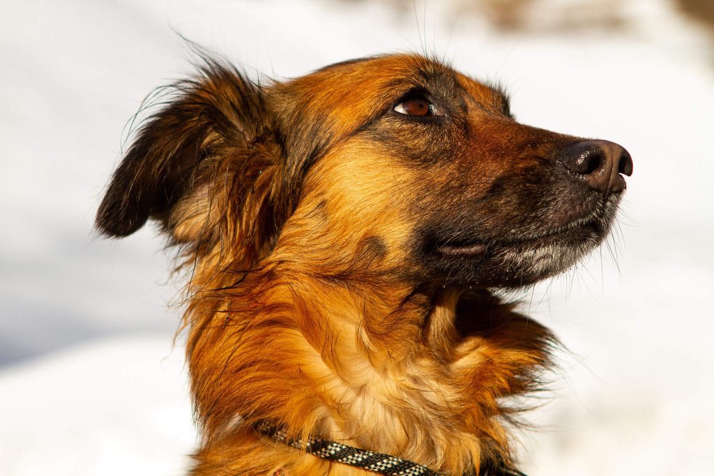 hunde-schule-betreuung-oberwallis-03