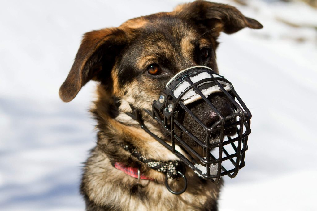 hunde-schule-betreuung-oberwallis-04