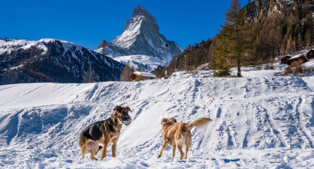 hunde-schule-betreuung-oberwallis-09