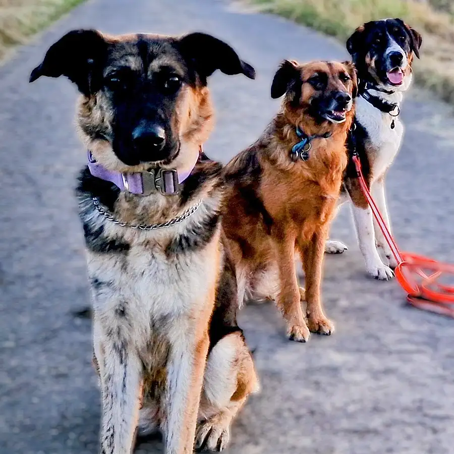 hundebetreuung oberwallis