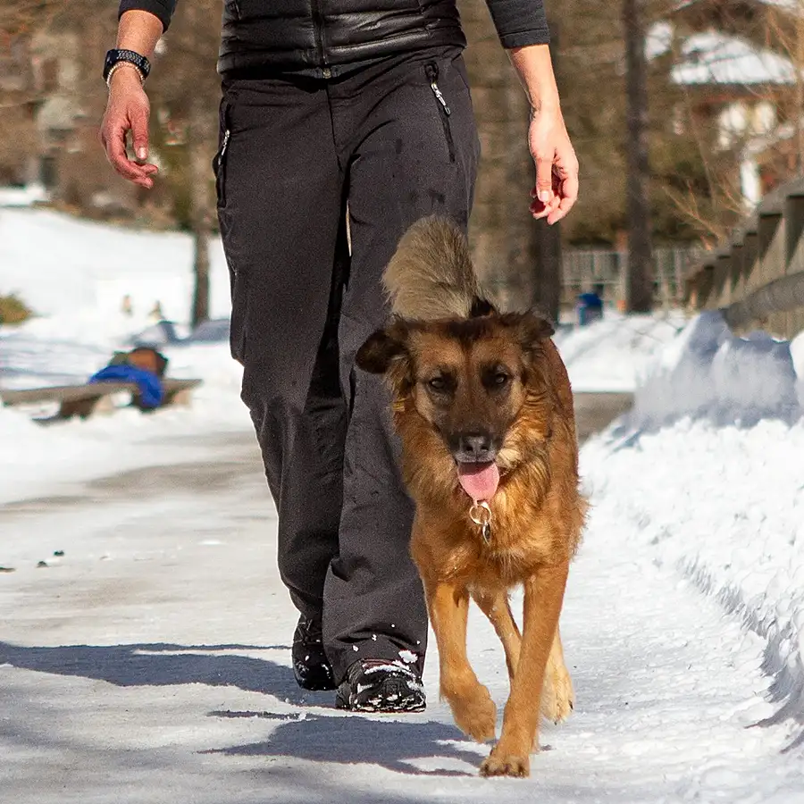 hundetagesbetreuung oberwallis
