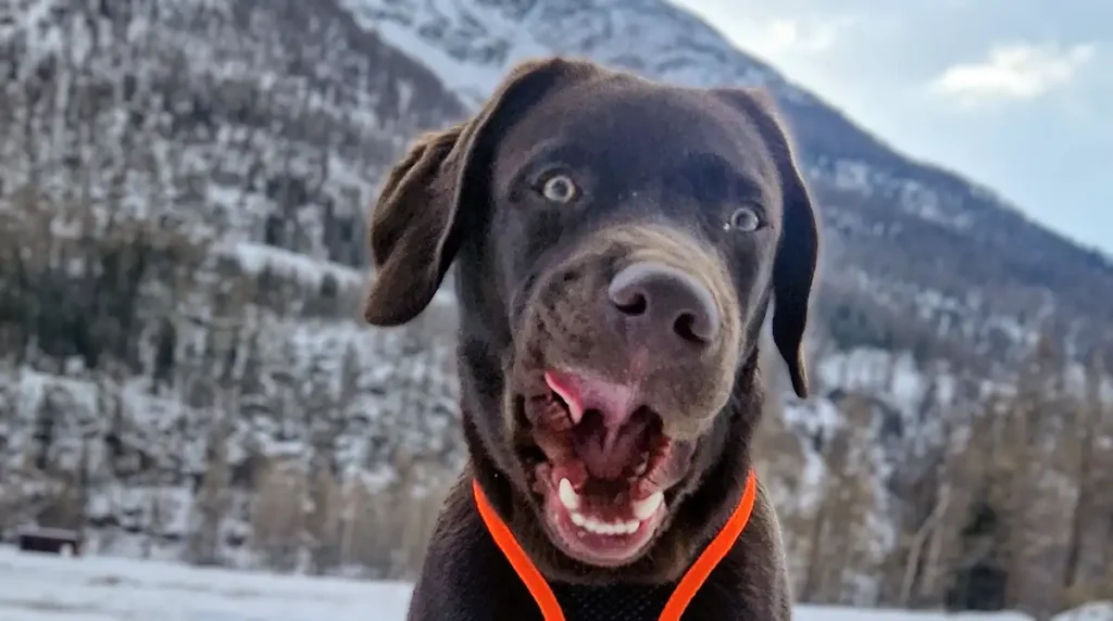 ablauf hundebetreuung unleashed