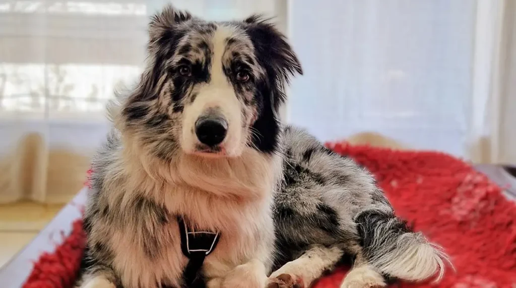 anreise ablauf hundepension un leashed