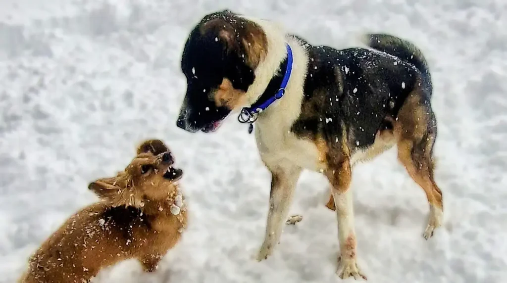 hunde bewebung wallis un leashed