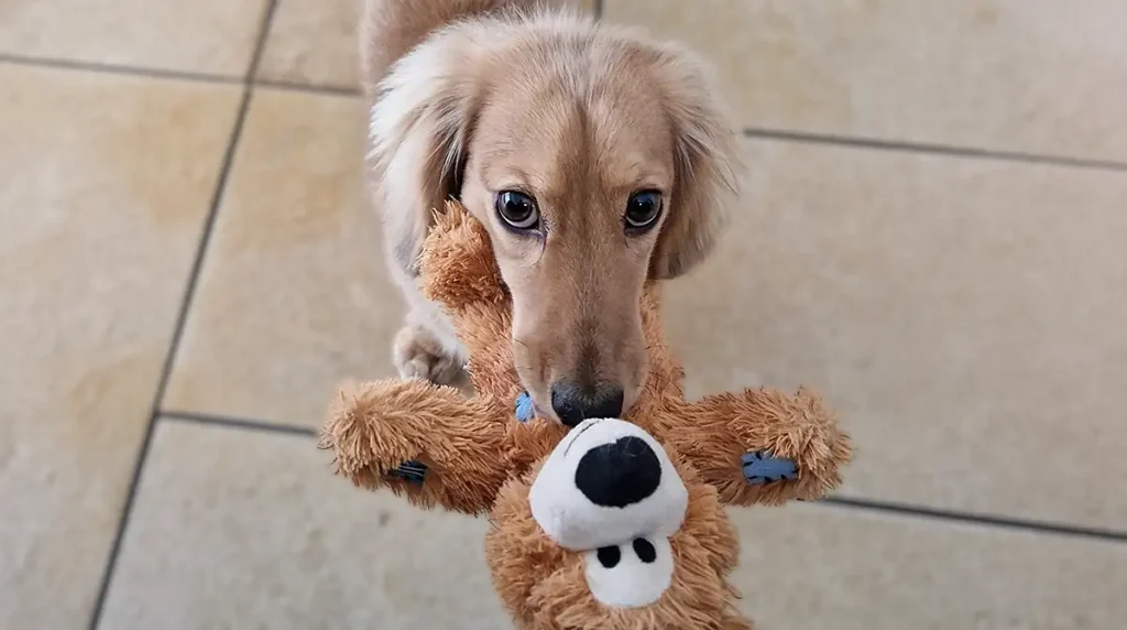 hunde hausbesuch un leashed