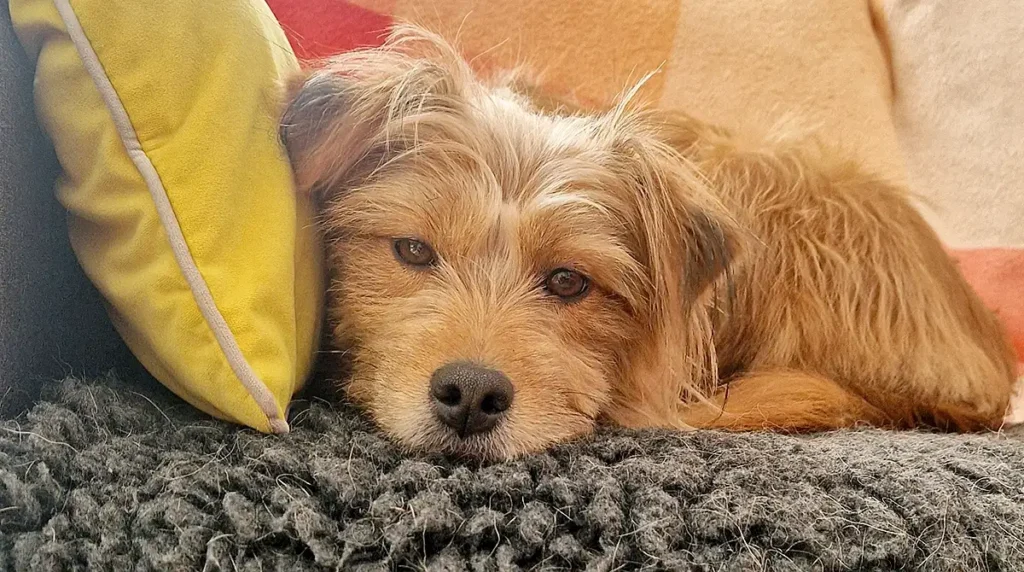 hundepension unleashed 02