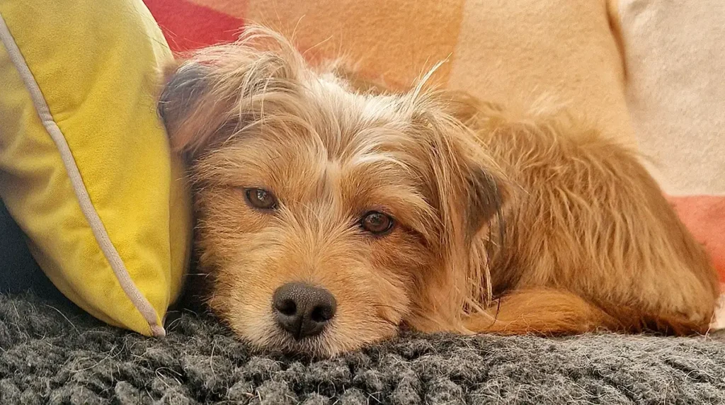 hundepension unleashed