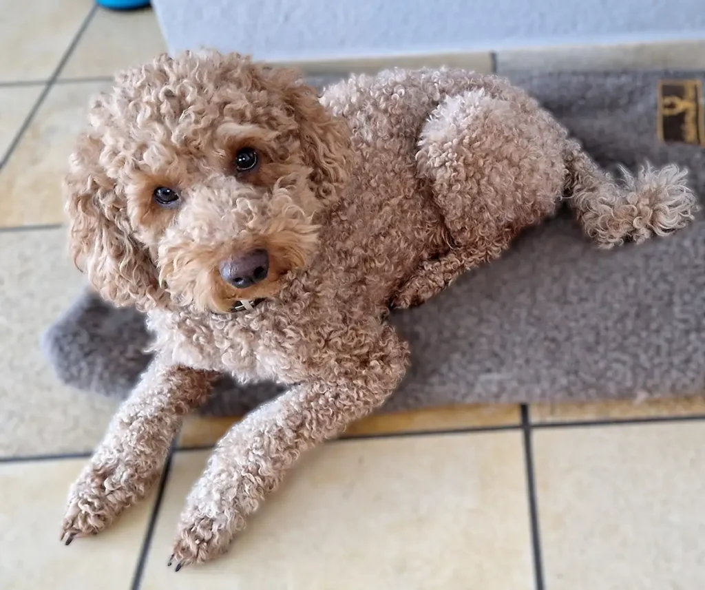 tagesbetreuung un leashed